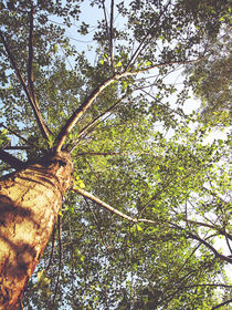 Forest tree von Maria Dattola