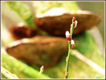 ~ One Spring Kitten Flower ~ by Sandra  Vollmann