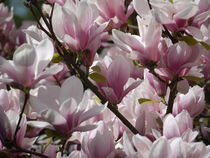 Magnolien von Thomas Brandt