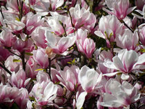 Magnolien von Thomas Brandt