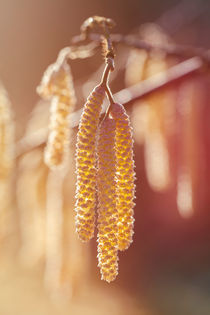 Gemeine Hasel - Corylus avellana - männliche Blüten by Peter Eggermann