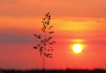 Grashalm im Sonnenuntergang by Bernhard Kaiser