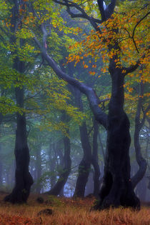 gespenstisch schöner Herbst by moqui