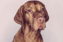 Portrait eines Vizsla von Susi Stark