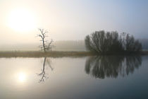 Nebel, Licht und Bäume 10 von Bernhard Kaiser