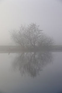 Bäume im Frühnebel by Bernhard Kaiser