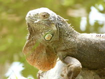 Leguan ruhend im Sonnenlicht by Simone Marsig