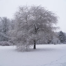 Der Baum im Schnee von Michael Naegele