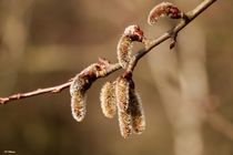 ~Willow Blossom~ by Sandra  Vollmann