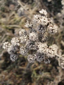 frozen flowers von Maksym Syrota