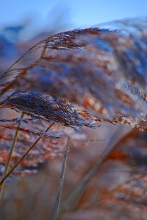 blowing in the wind... 2 von loewenherz-artwork