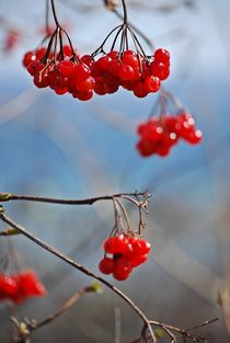 frühe Beeren... 5 von loewenherz-artwork