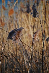 blowing in the wind... 3 by loewenherz-artwork