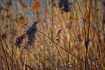 blowing in the wind... 1 by loewenherz-artwork