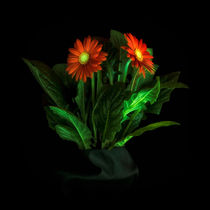 Glowing Gerbera 7073 von Mario Fichtner