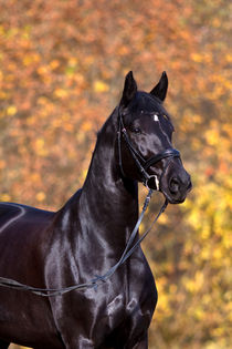 Schwarzes Pferd Portrait im Herbst by anja-juli