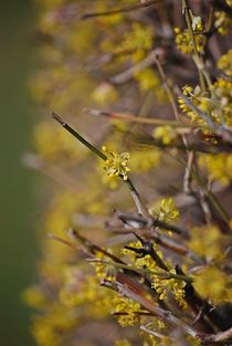 frische Frühlingsfarben... 4 von loewenherz-artwork