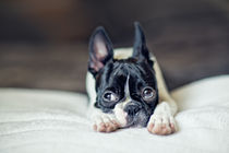 Fina the Boston Terrier by Nailia Schwarz