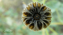 WILD FLOWER von Nandan Nagwekar