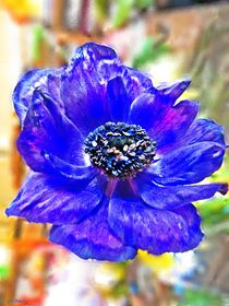 ~ Anemone Blue 2 ~ von Sandra  Vollmann