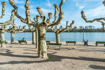 Rheinuferpromenade in Eltville von Erhard Hess