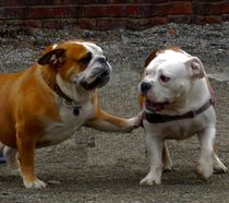 DOGS FRIENDSHIP. von Maks Erlikh