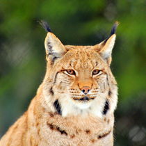 Der Luchs von gugigei