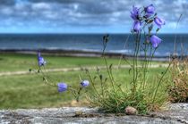 Harebells von Colin Metcalf