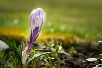 Krokus im Blumenbeet by Gerhard Petermeir