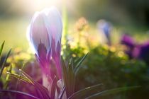 Krokusblüte in der Morgensonne von Gerhard Petermeir