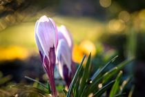 Krokus Blüte mit Sonnenlicht von Gerhard Petermeir