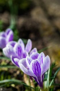 Krokus Blüten in einer Reihe by Gerhard Petermeir