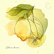 Citrus Lemon von mare