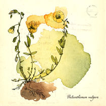 Helianthemum Vulgare von mare