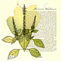 Ocimum Basilicum von mare