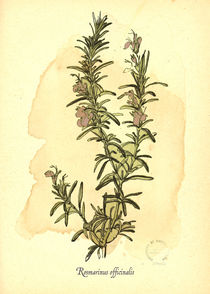 Rosmarinus Officinalis von mare