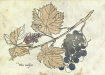 Vitis Vinifera by mare