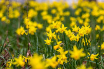 Narzissen oder Osterglocken als Fruehlingsblumen von Mario Hommes