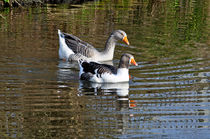 Geese On The Canal   by Rod Johnson