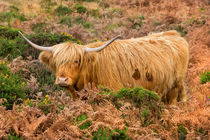 Highland lad by David Hare