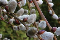 Weidenkätzen in der Blüte 2. von Simone Marsig