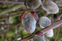 Weidenkätzen in der Blüte von Simone Marsig