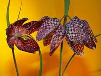 Blüte der Schachbrettblume (chess flower), Makro by Dagmar Laimgruber