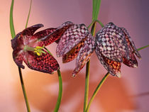 Blüte der Schachbrettblume (chess flower) von Dagmar Laimgruber