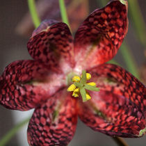 Blüte der Schachbrettblume (chess flower), Makro von Dagmar Laimgruber