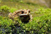 Schwarznarbenkröte - Bufo melanostictus von ir-md