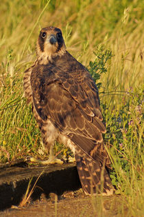 junger Wanderfalke von ir-md