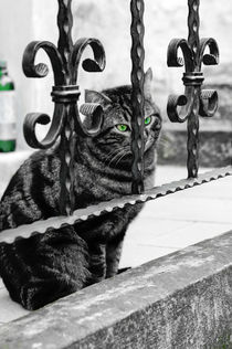 green-eyed cat & bottle by Thomas Matzl
