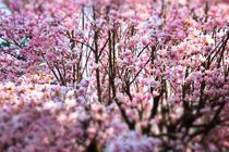 magnolia flower von emanuele molinari