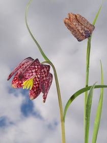 Blüte der Schachbrettblume (chess flower), Makro von Dagmar Laimgruber